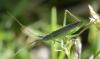 284643 – Photo : Christian Berquer – France (50)